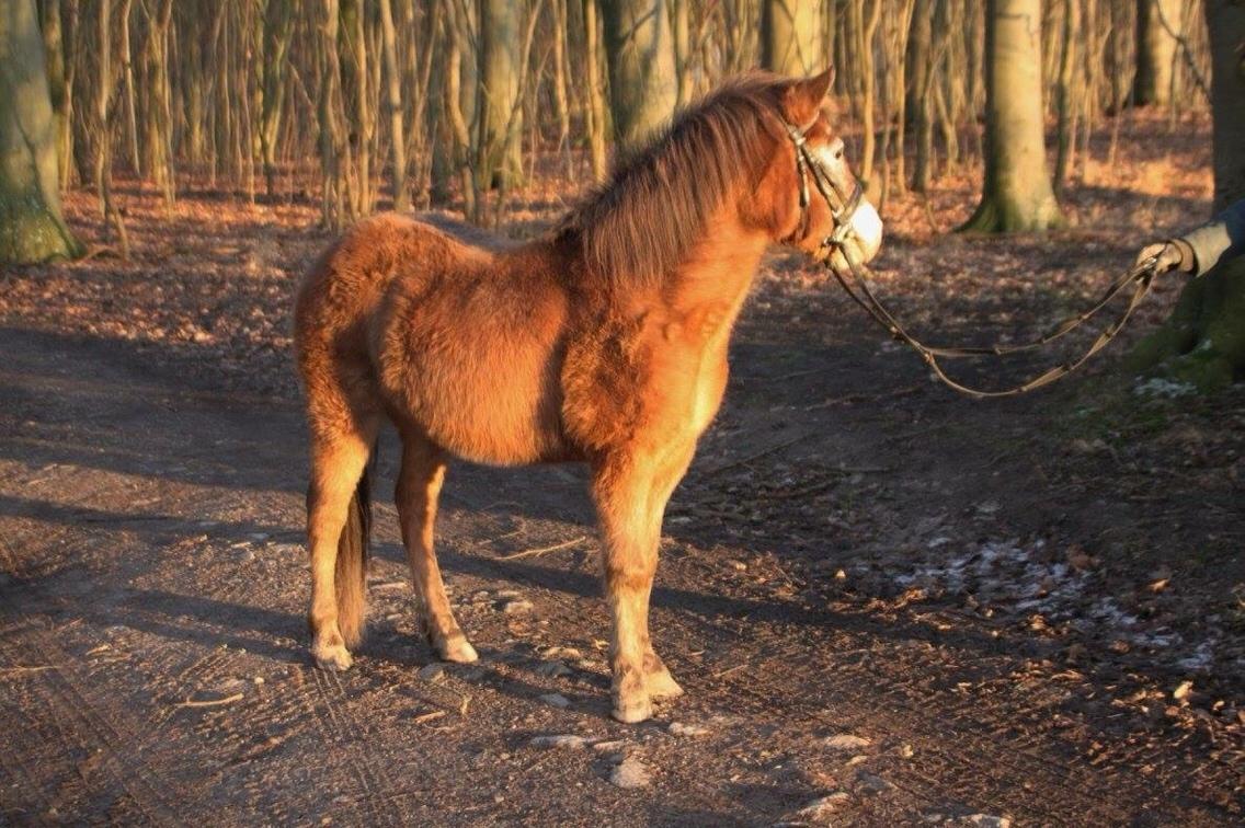 Anden særlig race - Scania † billede 8