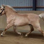 Fjordhest Østerskovs Hoptimist