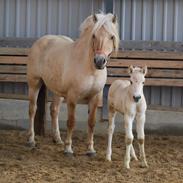 Fjordhest Østerskovs Hoptimist