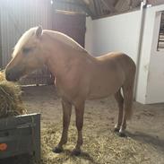 Fjordhest Østerskovs Hoptimist