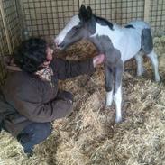 Irish Cob Hedeby´s lorcán