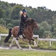 Islænder Sólfari fra Esrum Møllegaard