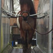 Islænder Sólfari fra Esrum Møllegaard