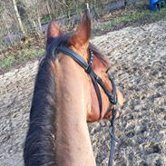 Anden særlig race Luxus delight