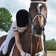 Dansk Varmblod Duffy's Happy Fighter "A-hest"<3