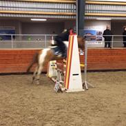 Irsk Sportspony Find Nemo