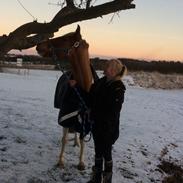 Irsk Sportspony Find Nemo