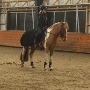 Irsk Sportspony Find Nemo