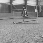 Irsk Sportspony Find Nemo