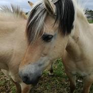 Fjordhest Greta