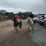 Dansk Varmblod LINDGAARDENS CATO