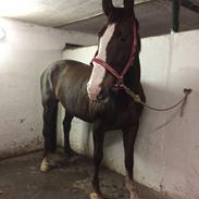 Hollandsk Varmblod Utah