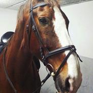 Hollandsk Varmblod Utah