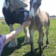 Tinker Eskelevgård´s Golden victory