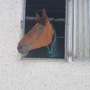 Dansk Varmblod Pæonia-sølyst