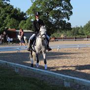 Welsh Pony (sec B) Mirain simba