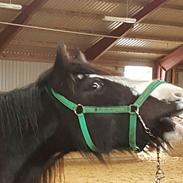 Irish Cob Lindes Zola