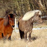 Islænder Snorri fra Mårumhus, solgt til Rikke :-)