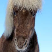Islænder Snorri fra Mårumhus, solgt til Rikke :-)