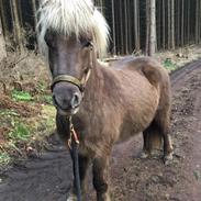 Islænder Snorri fra Mårumhus, solgt til Rikke :-)