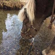 Islænder Snorri fra Mårumhus, solgt til Rikke :-)