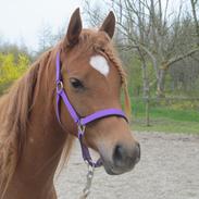 Arabisk fuldblod (OX) CA Delight