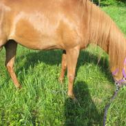 Arabisk fuldblod (OX) CA Delight