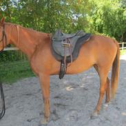 Arabisk fuldblod (OX) CA Delight