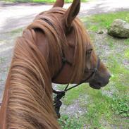 Arabisk fuldblod (OX) CA Delight