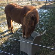 Islænder Mánastjarna bøgegården