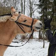 Fjordhest Cecilie