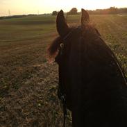 Frieser Zorro Á Ingegården