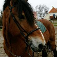 Nordsvensk Skovhest Goliat