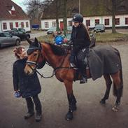 Dansk Varmblod Orehoej's Bright Star