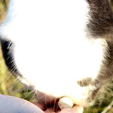 Irish Cob Holms  Emmely