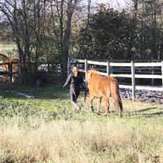 Islænder Hlynur fra Søholm