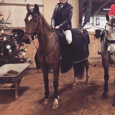 Dansk Varmblod Schiva