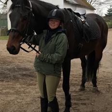 Hollandsk Varmblod Farao Utopia "Timon"