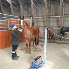 Anden særlig race Madison