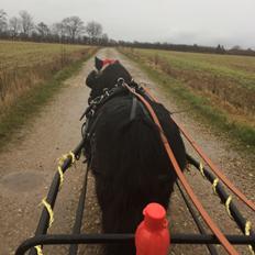 Shetlænder Star