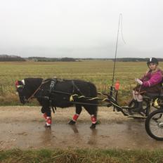 Shetlænder Star