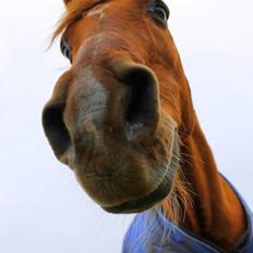 Anden særlig race Axel