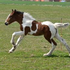 Tinker Satin´s Con Troll