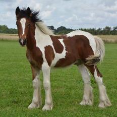 Tinker Satin´s Con Troll