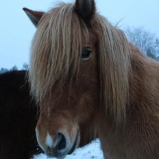 Islænder Gletta fra Sortenborg