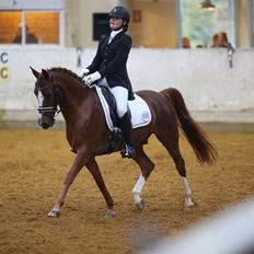 Hollandsk Sportspony Barrichello 