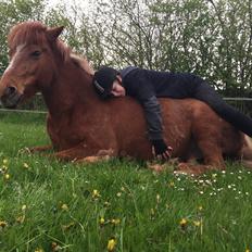 Islænder Sjöfn frá Brúsastöðum