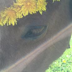 Islænder Sjöfn frá Brúsastöðum