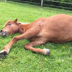 Islænder Sjöfn frá Brúsastöðum