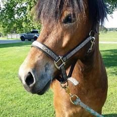 Islænder Lukas fra Rendborg aka Fisken
